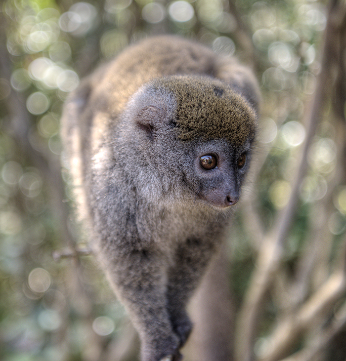 Golden Diademed sifaka